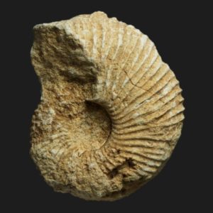 Macrocephalites boonei microconque Callovien moyen Vendée ammonite fossile