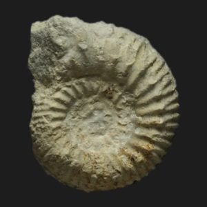 Reineckeia Reineckeia spinosa juvénile Callovien inférieur Vendée ammonite fossile