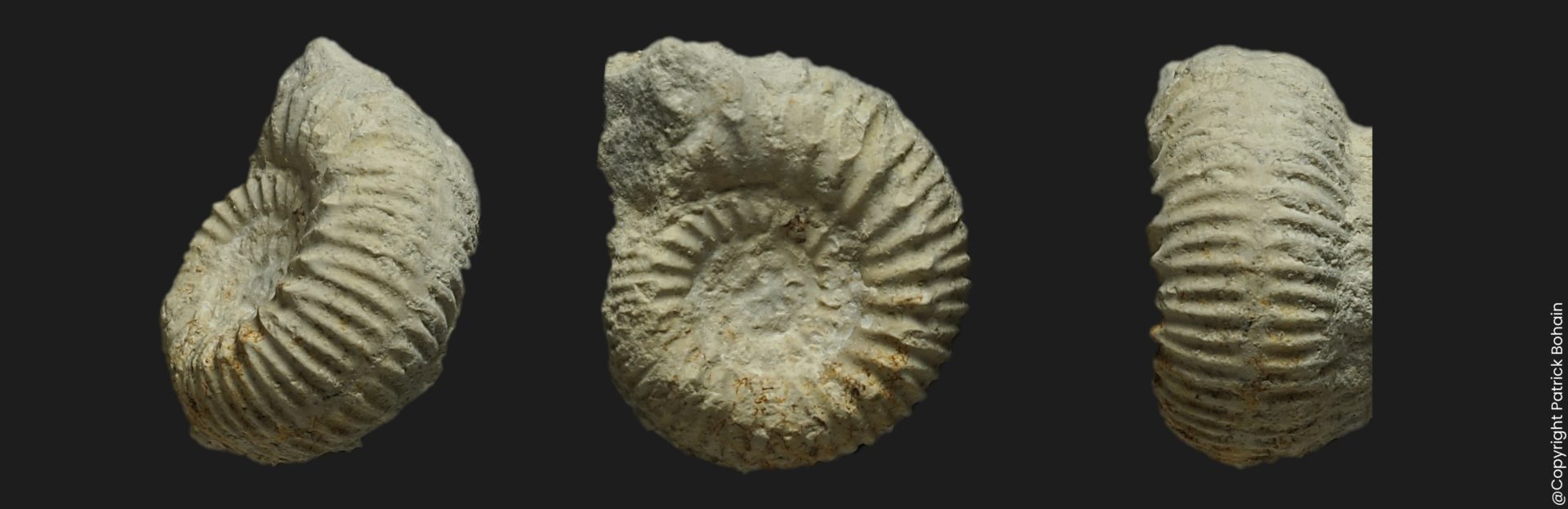 Reineckeia Reineckeia spinosa juvénile Callovien inférieur Vendée ammonite fossile