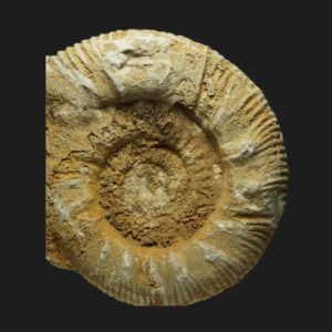Reineckeia Reineckeia stuebeli Callovien moyen Vendée ammonite fossile