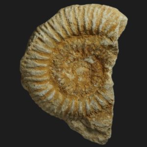 Reineckeia Reineckeia stuebeli microconque Callovien moyen Vendée ammonite fossile
