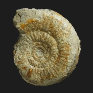 Bajocisphinctes bajociensis Bajocien supérieur Vendée ammonite fossile