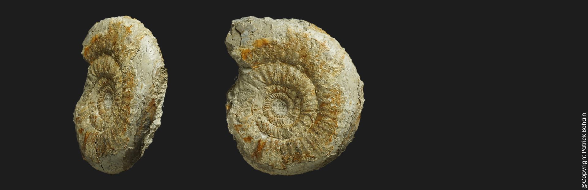 Bajocisphinctes bajociensis Bajocien supérieur Vendée ammonite fossile