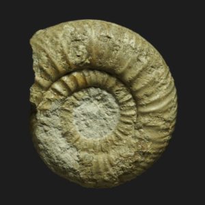 Bigotites pulcher Bajocien supérieur Vendée ammonite fossile