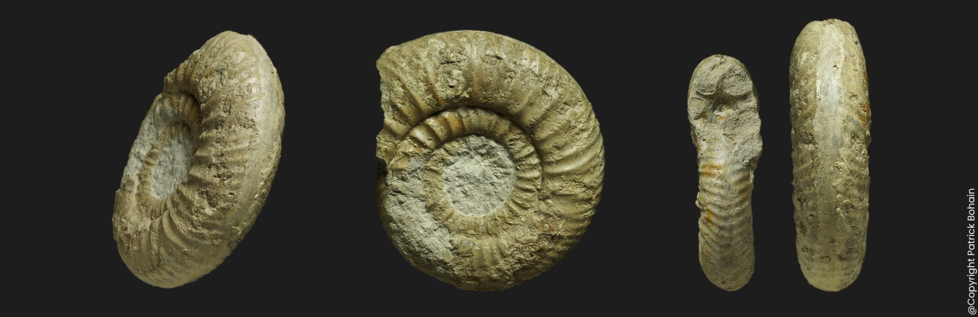 Bigotites pulcher Bajocien supérieur Vendée ammonite fossile