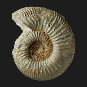 Garantiana ipfensis Bajocien supérieur Vendée ammonite fossile