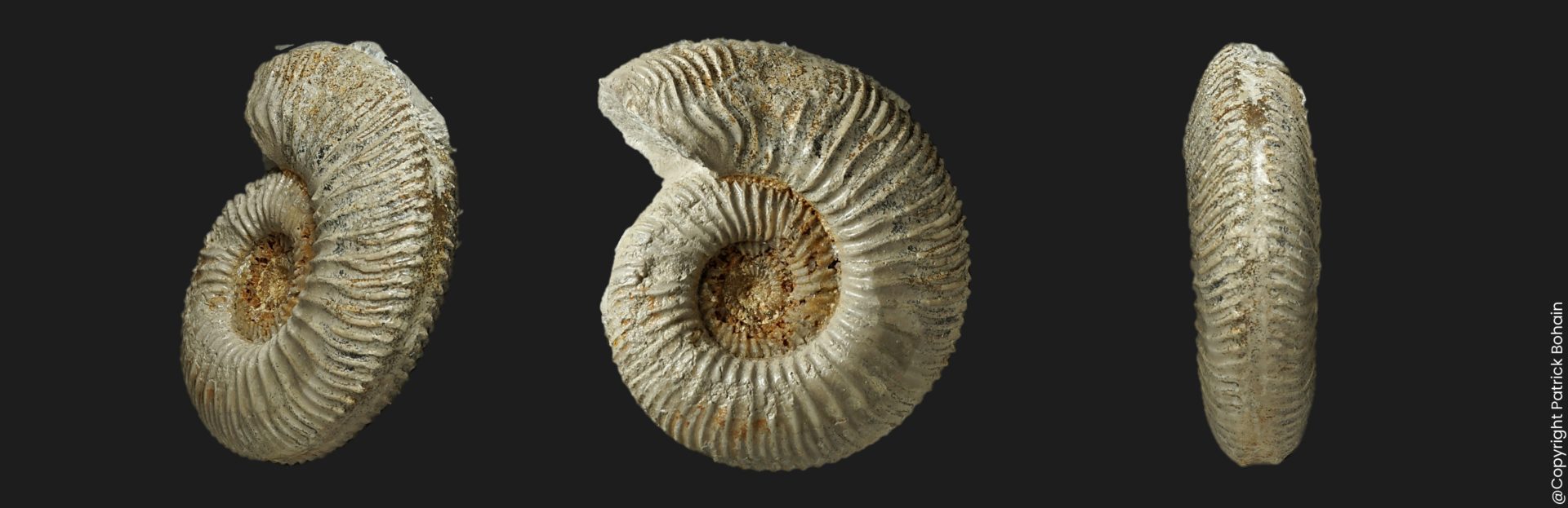 Garantiana ipfensis Bajocien supérieur Vendée ammonite fossile