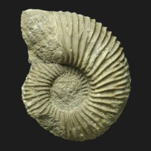 Garantiana quenstedti Bajocien supérieur Vendée ammonite fossile