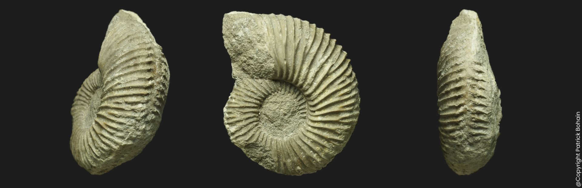 Garantiana quenstedti Bajocien supérieur Vendée ammonite fossile