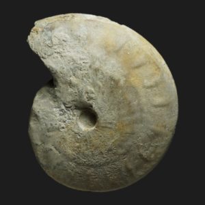Oppelia Oppelia subcostata Bajocien supérieur Vendée ammonite fossile