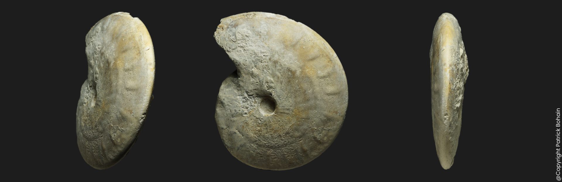 Oppelia Oppelia subcostata Bajocien supérieur Vendée ammonite fossile