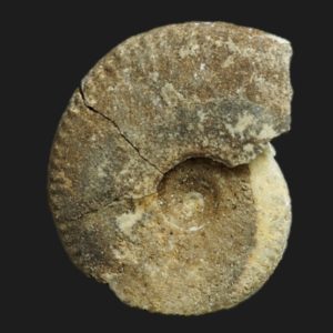 Oxycerites Oecotraustes bomfordi Bajocien supérieur Vendée ammonite fossile