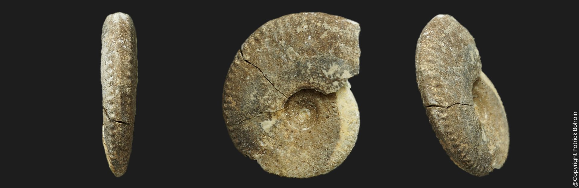 Oxycerites Oecotraustes bomfordi Bajocien supérieur Vendée ammonite fossile