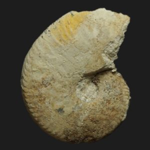 Oxycerites anglicus juvénile Bathonien inférieur Vendée ammonite fossile