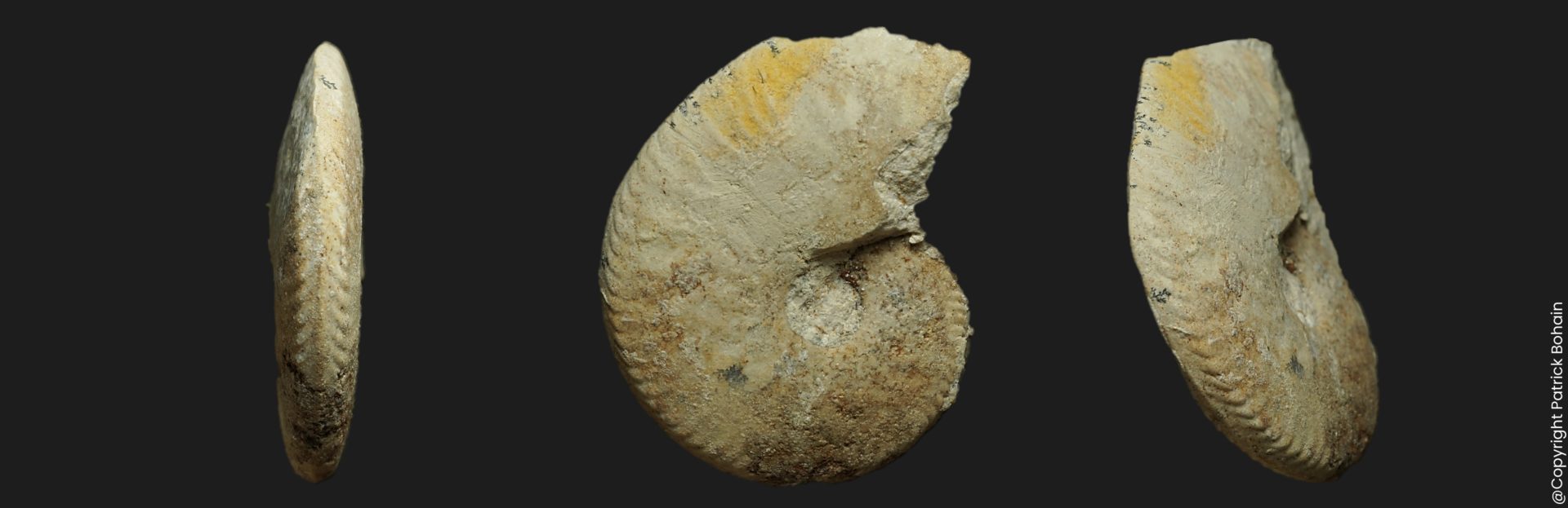 Oxycerites anglicus juvénile Bathonien inférieur Vendée ammonite fossile