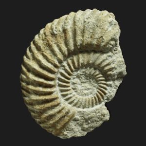 Parkinsonia Rarecostites acris Bajocien supérieur Vendée ammonite fossile
