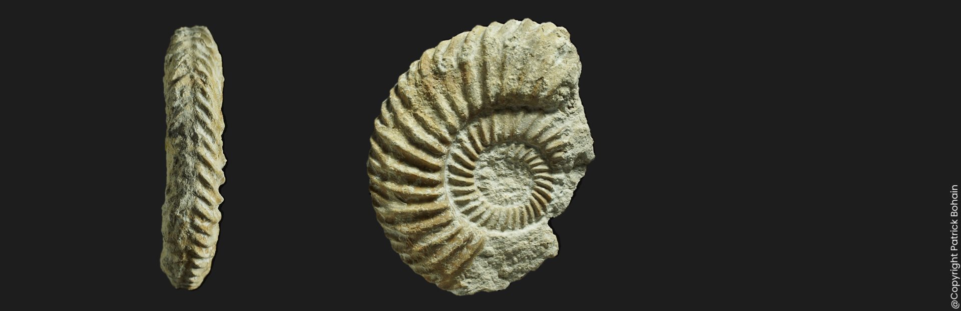 Parkinsonia Rarecostites acris Bajocien supérieur Vendée ammonite fossile