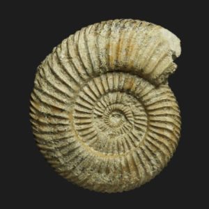 Parkinsonia Rarecostites rarecostata Bajocien supérieur Vendée ammonite fossile