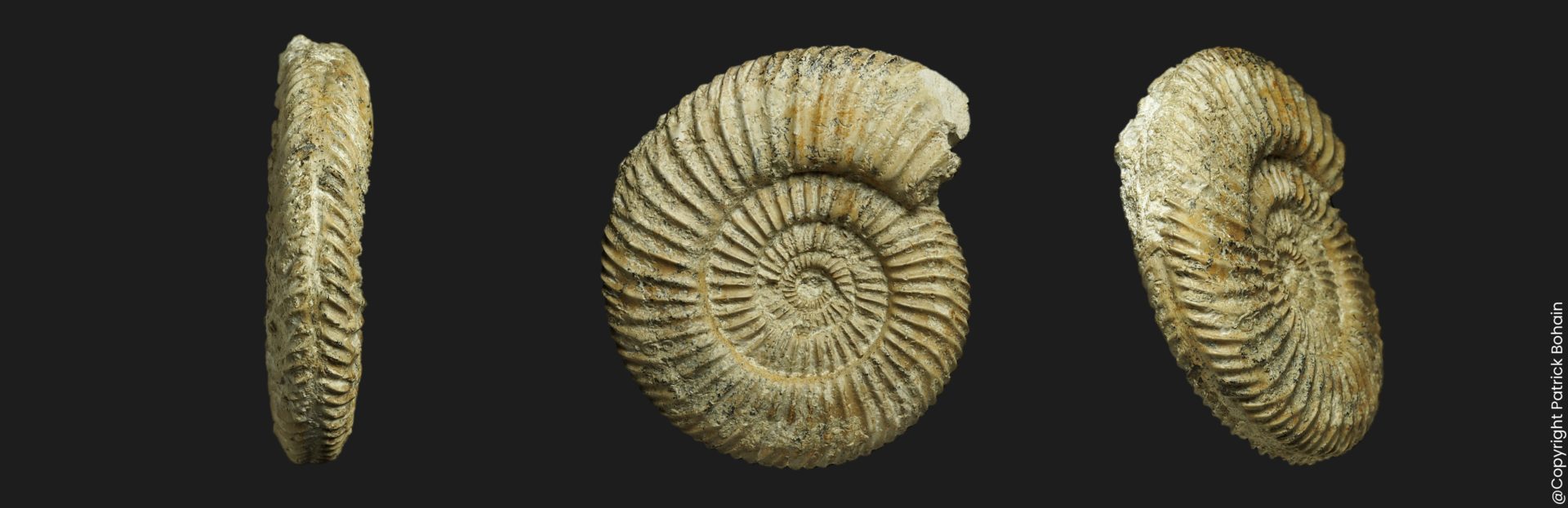 Parkinsonia Rarecostites rarecostata Bajocien supérieur Vendée ammonite fossile