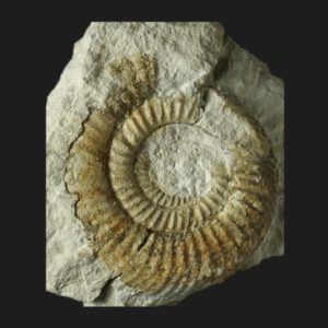 Parkinsonia Rarecostites transitoria Bajocien supérieur Vendée ammonite fossile