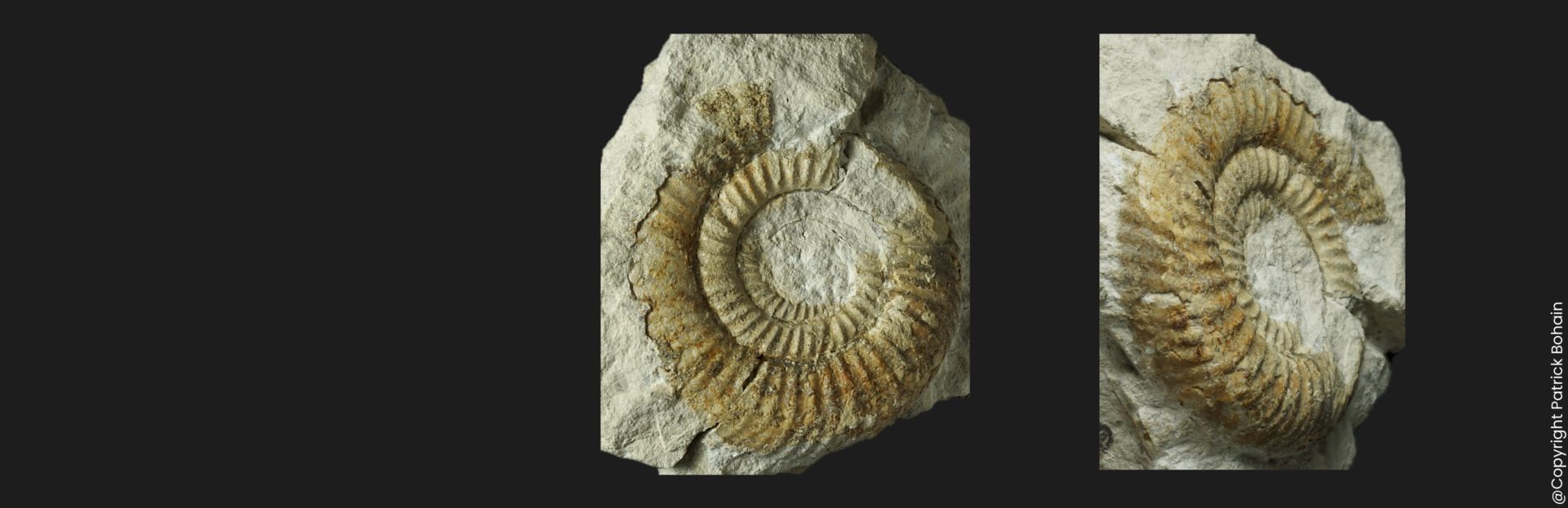 Parkinsonia Rarecostites transitoria Bajocien supérieur Vendée ammonite fossile