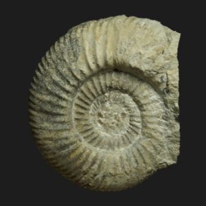 Parkinsonia planulata variété complanata Bajocien supérieur Vendée ammonite fossile
