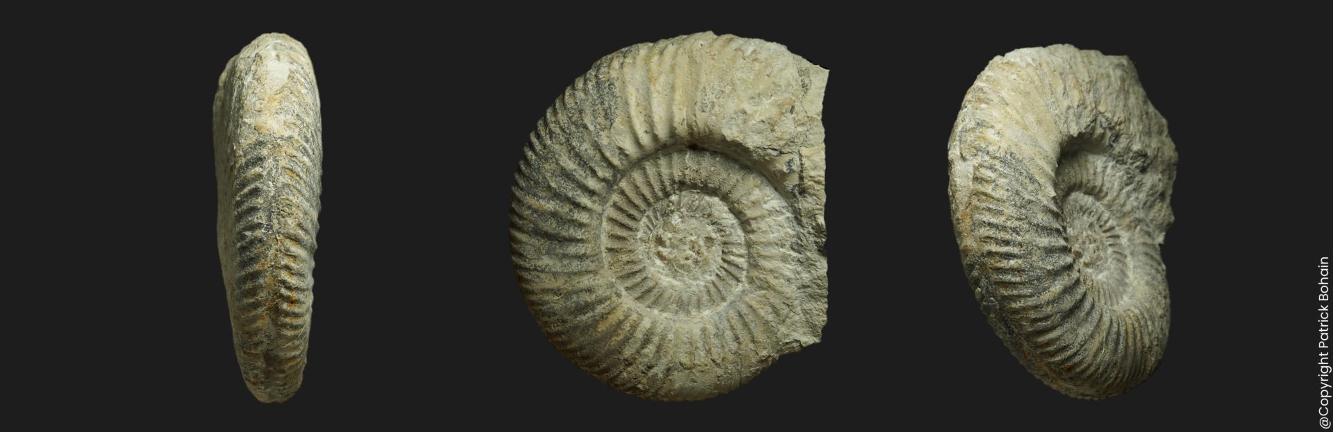 Parkinsonia planulata variété complanata Bajocien supérieur Vendée ammonite fossile