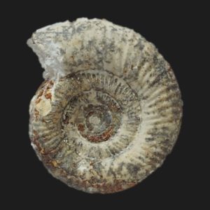 Planisphinctes tenuissimus Bajocien supérieur Vendée ammonite fossile