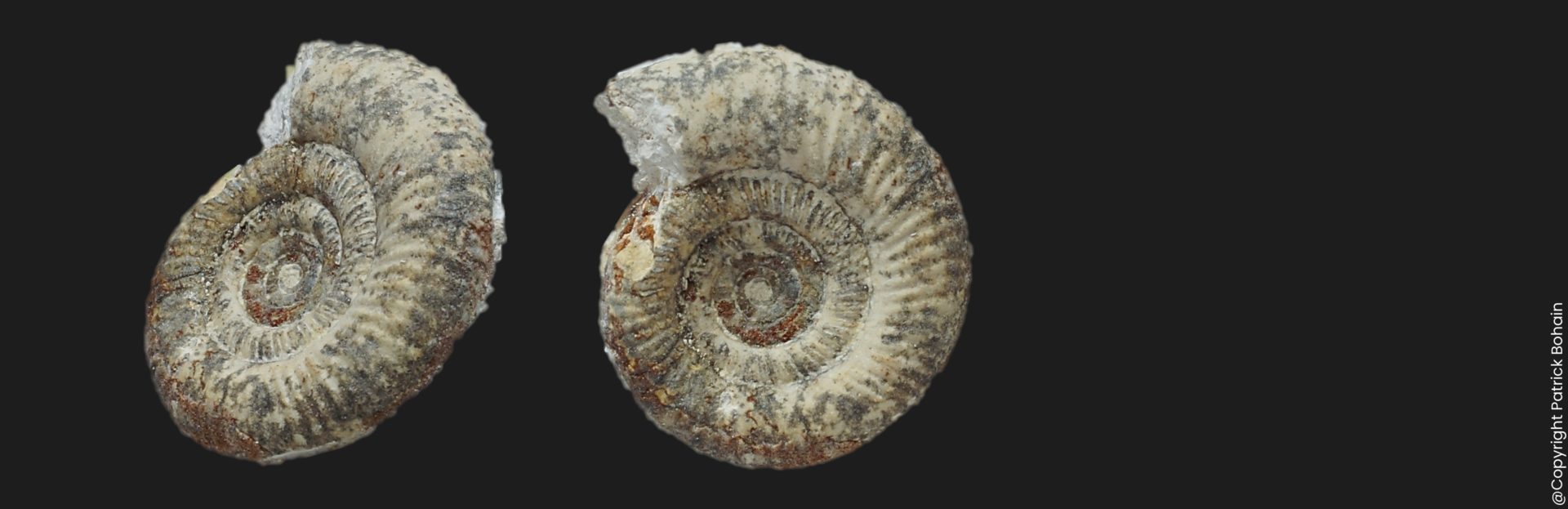 Planisphinctes tenuissimus Bajocien supérieur Vendée ammonite fossile