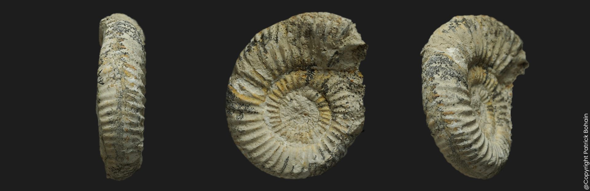 Planisphinctes Planisphinctes planilobus Bajocien supérieur Vendée