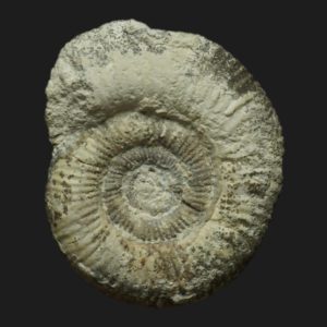 Planisphinctes Planisphinctes tenuissimus Bajocien supérieur Vendée ammonite fossile