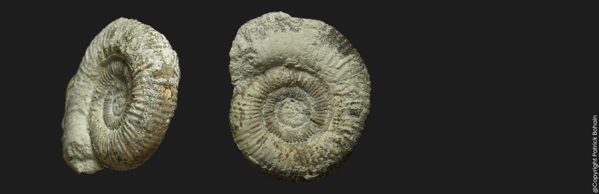 Planisphinctes Planisphinctes tenuissimus Bajocien supérieur Vendée ammonite fossile