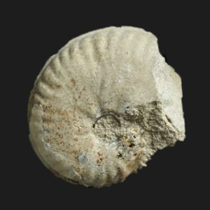 Strigoceras symplectum ultra juvénile Bajocien supérieur Vendée ammonite fossile