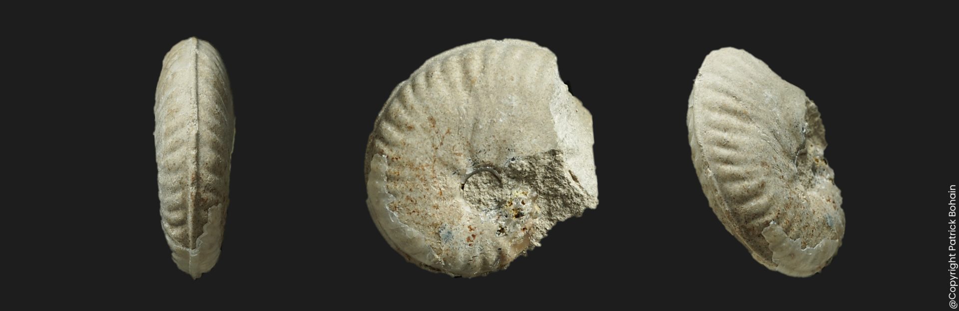 Strigoceras symplectum ultra juvénile Bajocien supérieur Vendée ammonite fossile