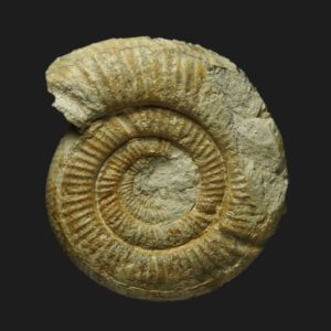 Vermisphinctes vermiformis Bajocien supérieur Vendée ammonite fossile