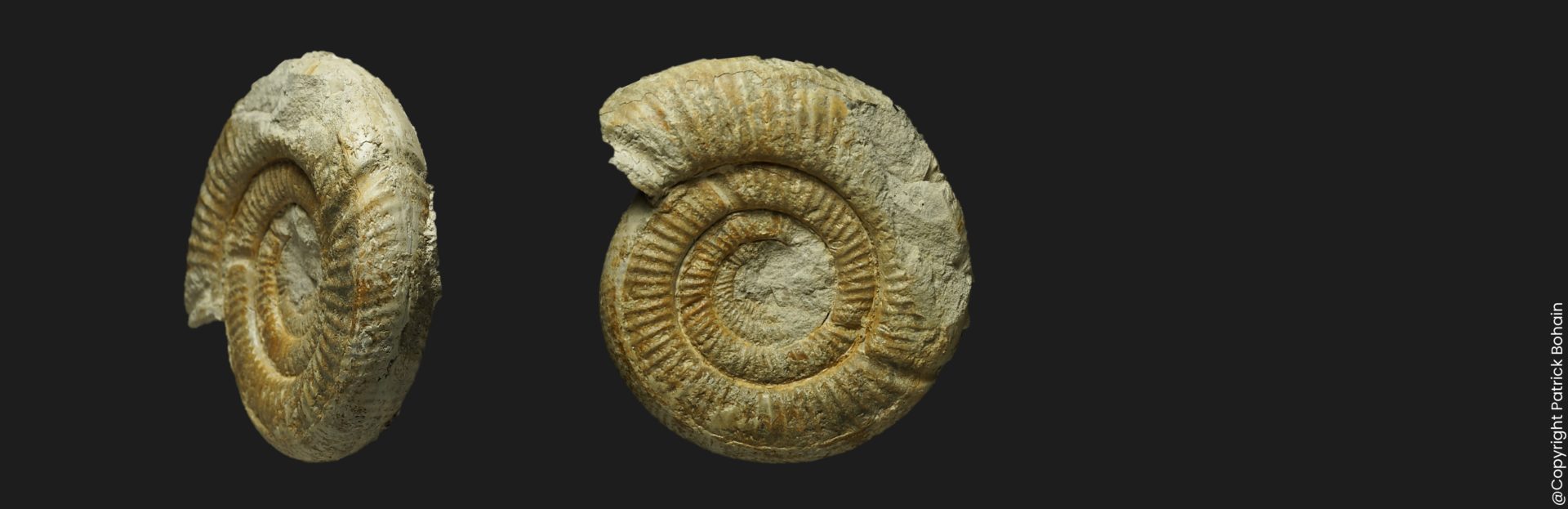 Vermisphinctes vermiformis Bajocien supérieur Vendée ammonite fossile