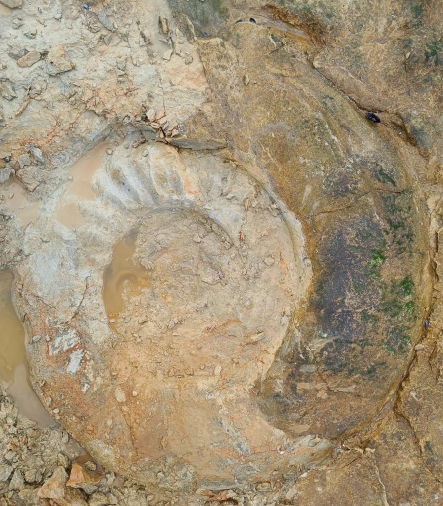 Collotia perisphinctoides forme gérontique géante Callovien supérieur Vendée ammonite fossile