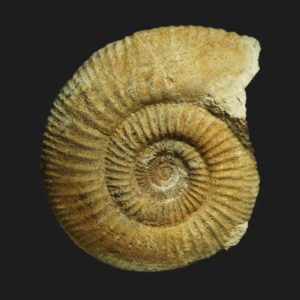 Choffatia Subgrossouvria richei Bathonien supérieur Vendée ammonite fossile