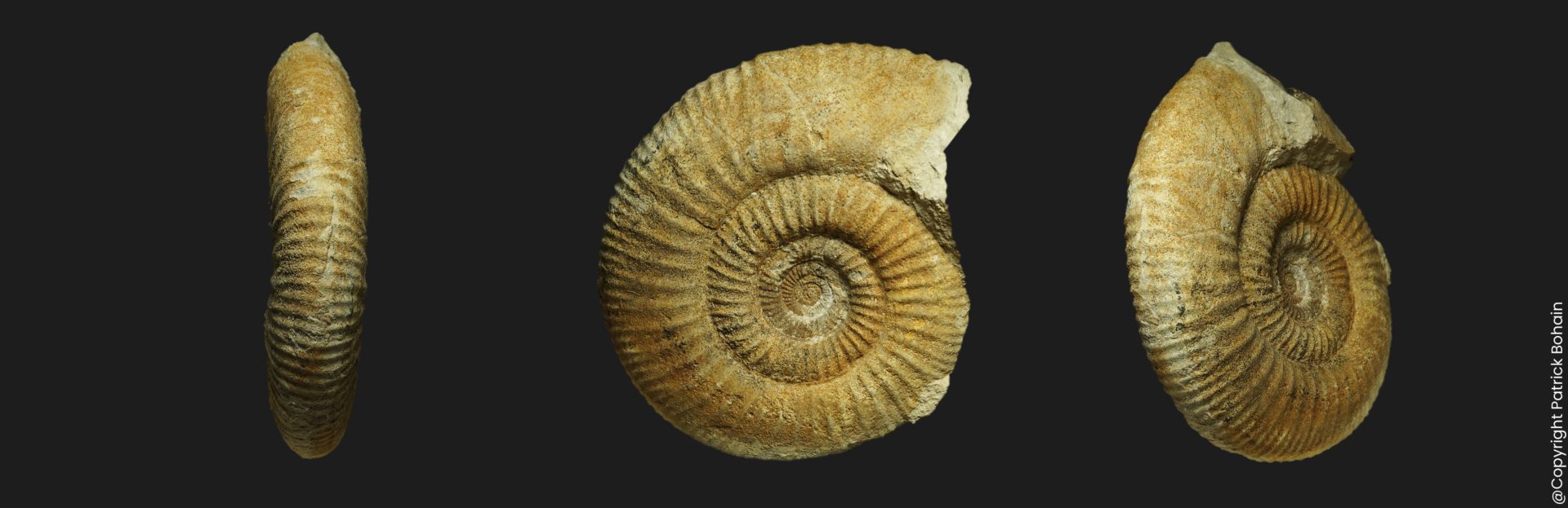 Choffatia Subgrossouvria richei Bathonien supérieur Vendée ammonite fossile