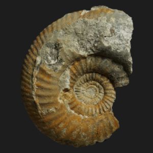 Franchia arkelli Bathonien inférieur Vendée ammonite fossile