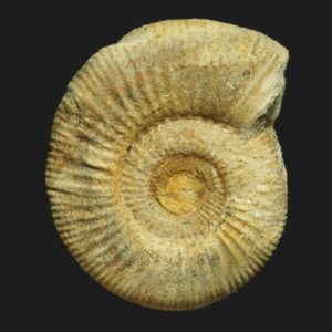 Homoeoplanulites Homoeoplanulites mouterdei Bathonien supérieur Vendée ammonite fossile