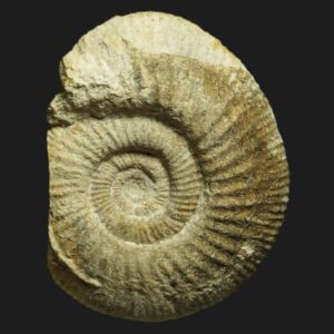 Homoeoplanulites Parachoffatia mouterdei Bathonien supérieur Vendée ammonite fossile