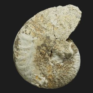 Oxycerites aspidoides Bathonien inférieur Vendée ammonite fossile