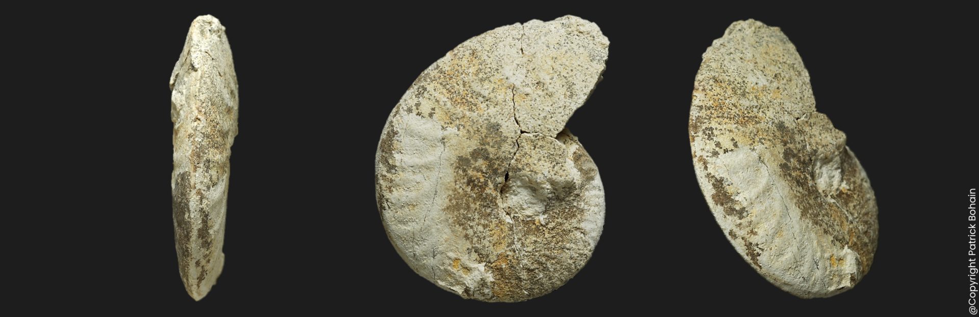Oxycerites aspidoides Bathonien inférieur Vendée ammonite fossile