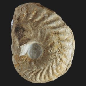 Oxycerites bugeysiacus Bathonien inférieur Vendée ammonite fossile
