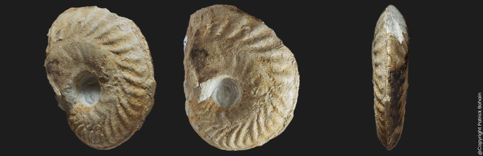 Oxycerites bugeysiacus Bathonien inférieur Vendée ammonite fossile