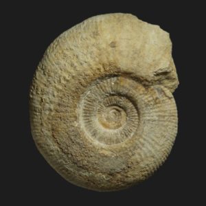 Procerites Procerites pseudoquercinus nov sp Bathonien supérieur Vendée ammonite fossile