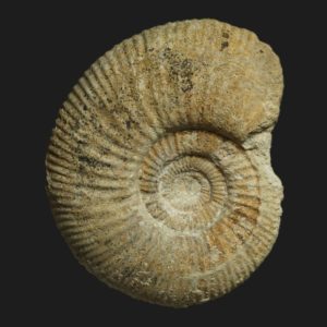 Procerites Procerites pseudoquercinus nov sp juvénile Bathonien supérieur Vendée ammonite fossile