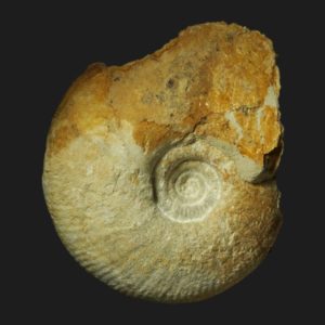 Procerites Procerites aff eichbergensis JV7 Bathonien supérieur Vendée ammonite fossile