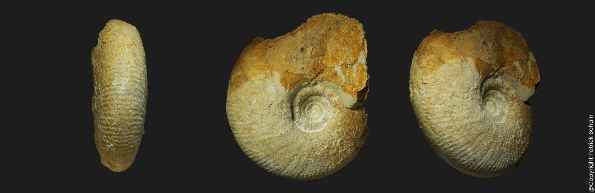 Procerites Procerites aff eichbergensis JV7 Bathonien supérieur Vendée ammonite fossile